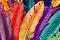 pic for Colored Feathers 480x320